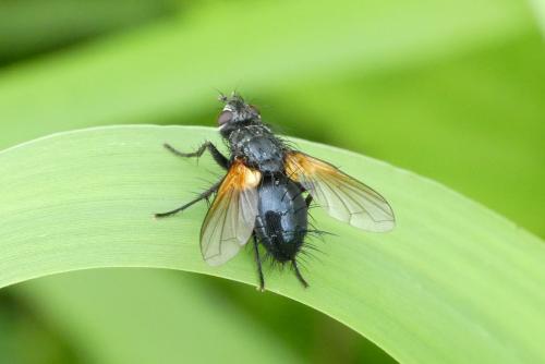 Zophomyia temula